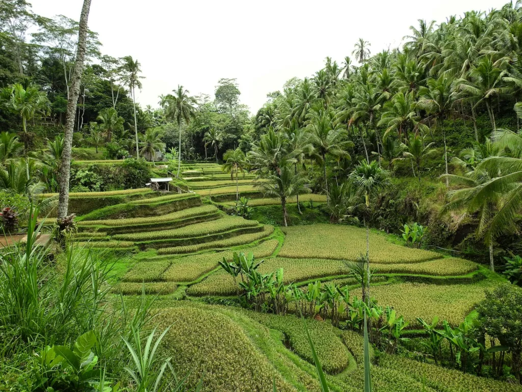 Balinese agriculture 