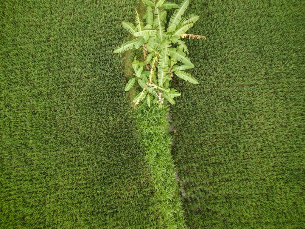 Balinese agriculture